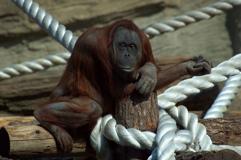 Тоска зелёная zoo