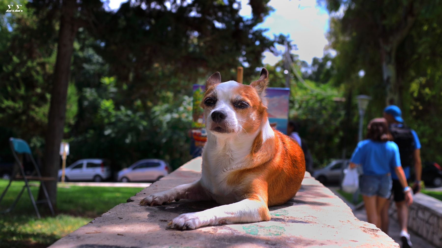 COOL LITTLE DOG 