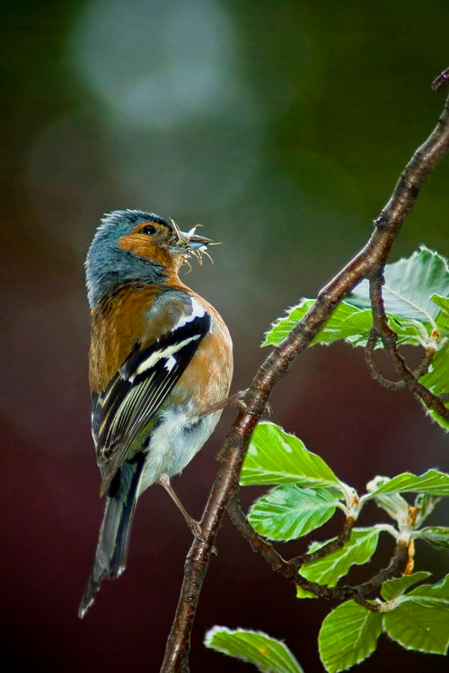 Зяблик-добытчик Зяблик Fringilla coelebs Linnaeus