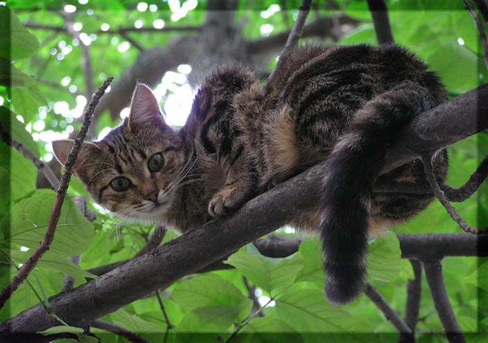...кошка.на.дереве. кошка, на, дереве