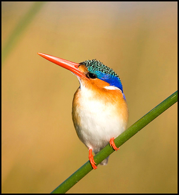 malachite kingfisher 