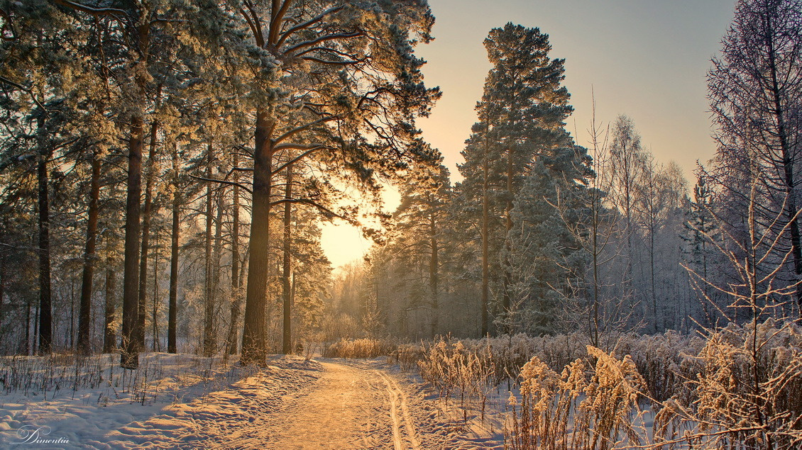 В зимнем лесу пейзаж, природа, лес, Солнце, закат