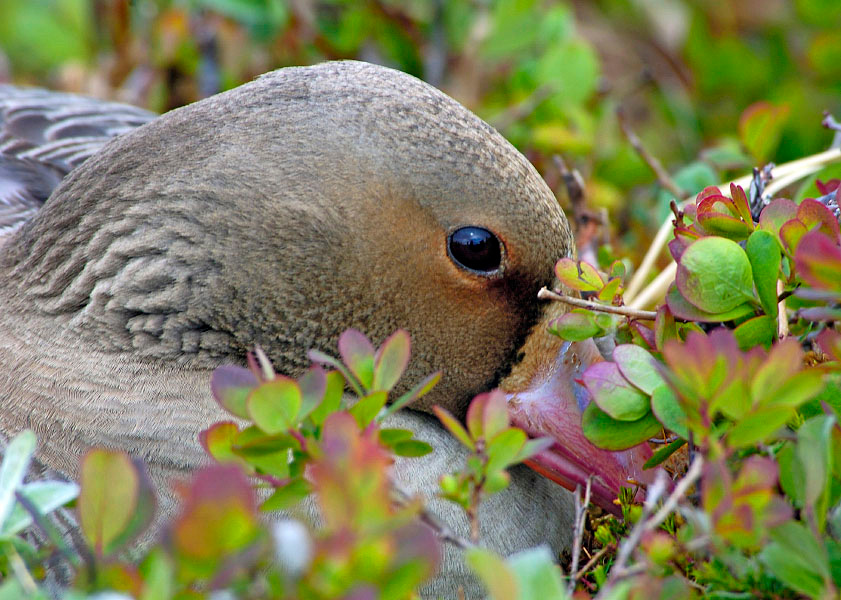 Игры в прятки #6 Белолобый гусь, Anser albifrons, Greater White-fronted Goose, Tobseda, Barents Sea, Arctic.