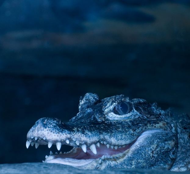 Alligator No.1 