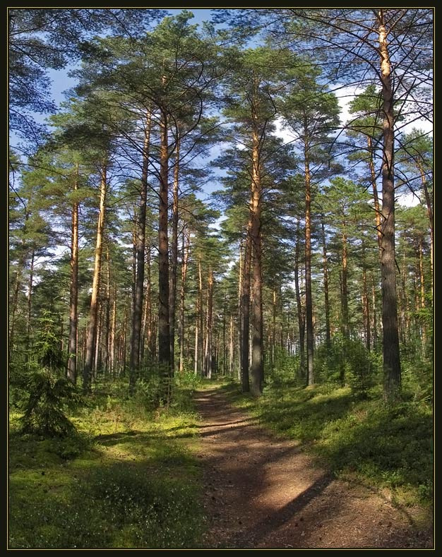 Тропинка в сосновом бору лес сосны тропинка