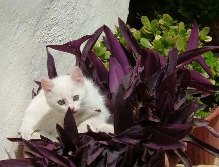 Греция, котенок 