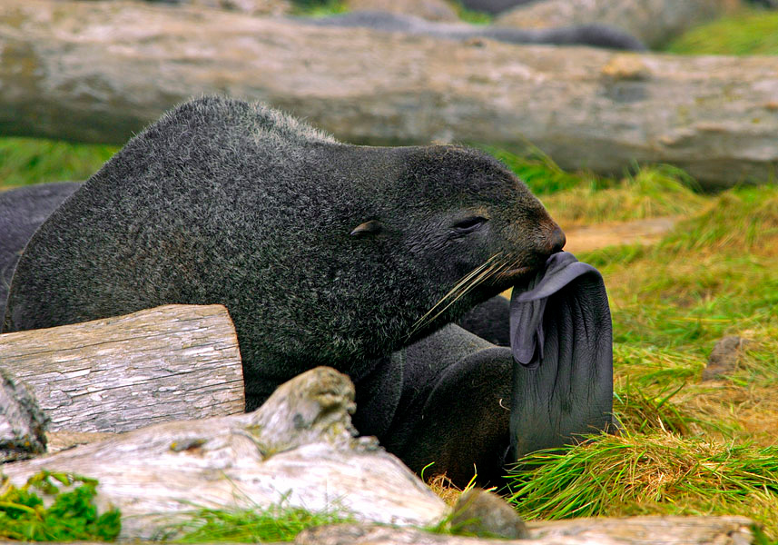 Философ Северный морской котик, Callorhinus ursinus, Остров Св. Георгия, о-ва Прибылова, Northern Fur Seal, St. George Island, the Pribilofs, Bering Sea, Alaska