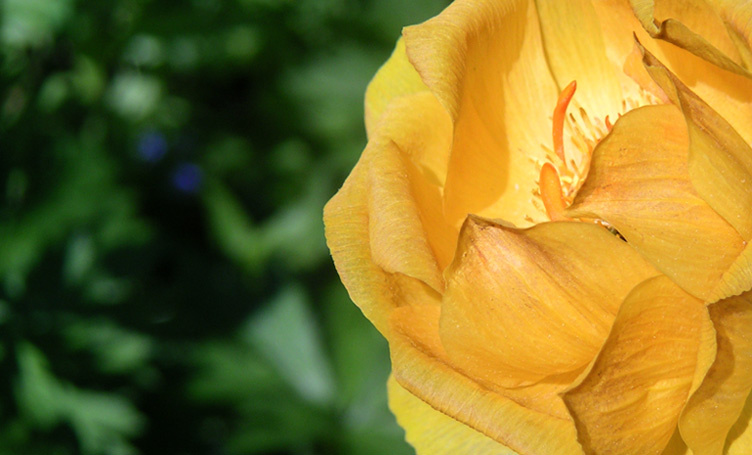 Yell Rose 