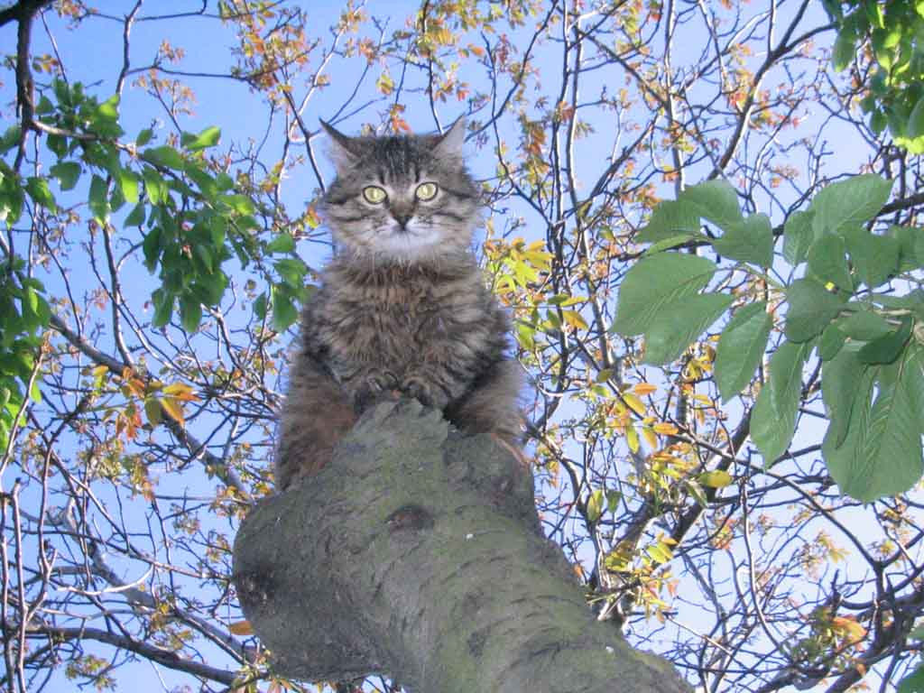 Кто это? животные