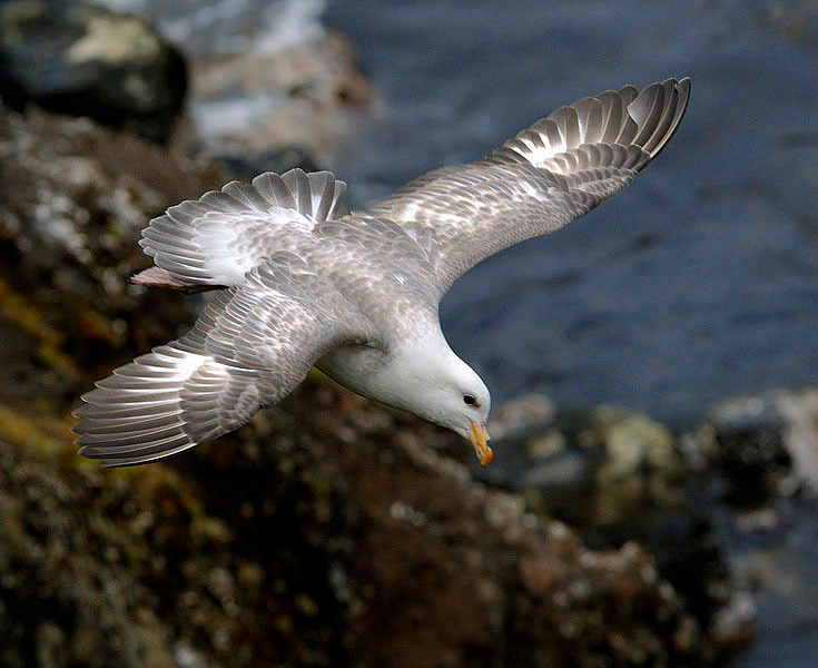 Паря над бездной Глупыш, Fulmarus glacialis, остров Св. Георгия, о-ва Прибылова, Northern Fulmar, St. George Island, the Pribilofs, Bering Sea, Alaska