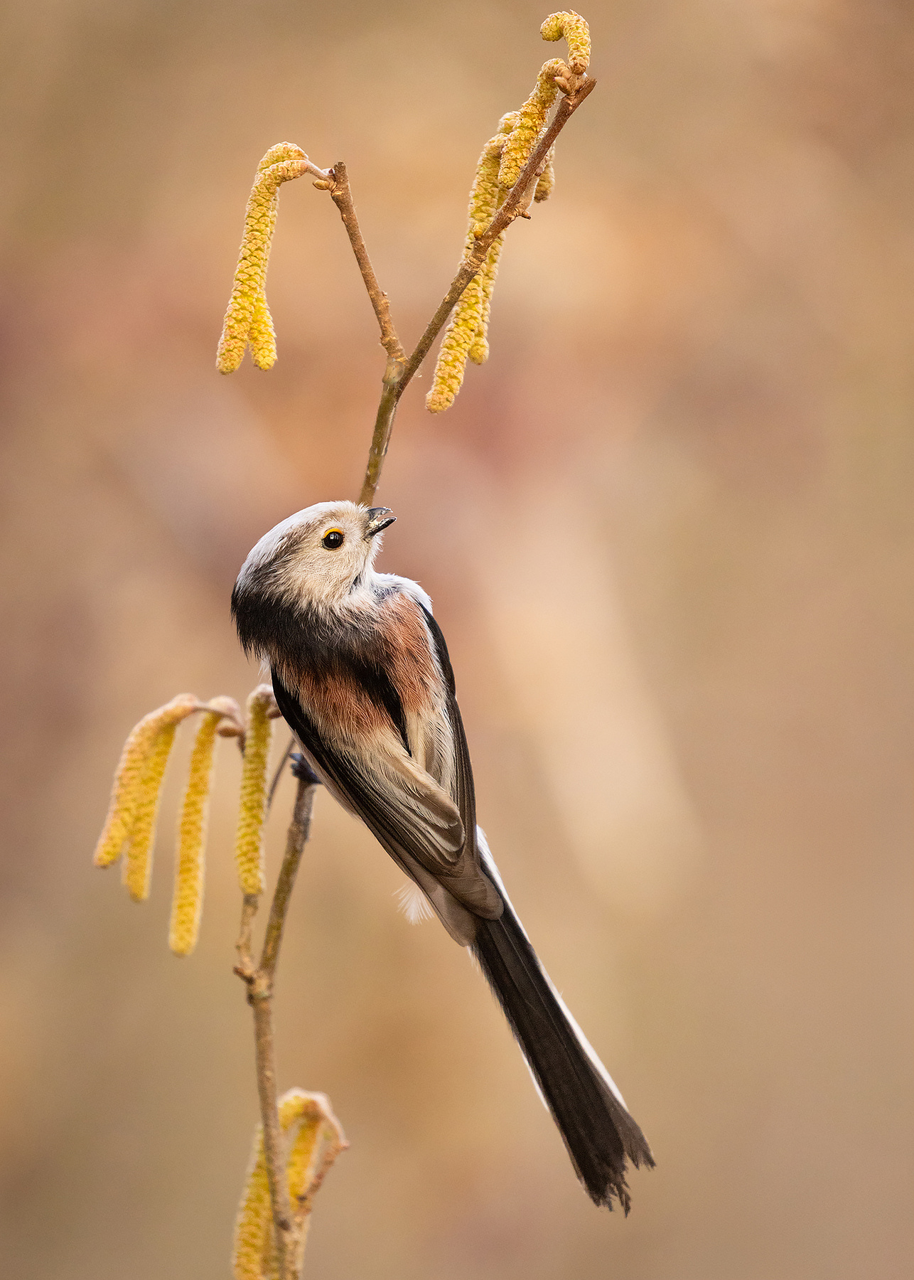 Long-tailed Ti 
