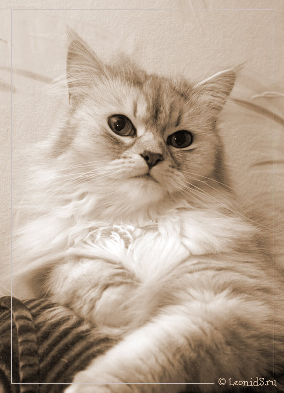 Кошка... просто моя кошка 