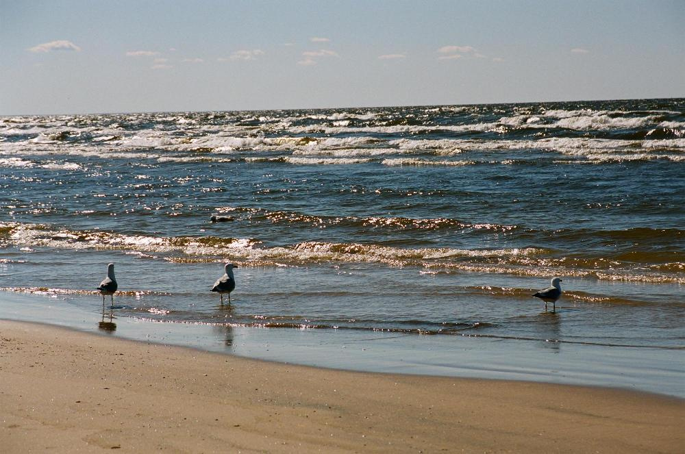 море манит море, чайки