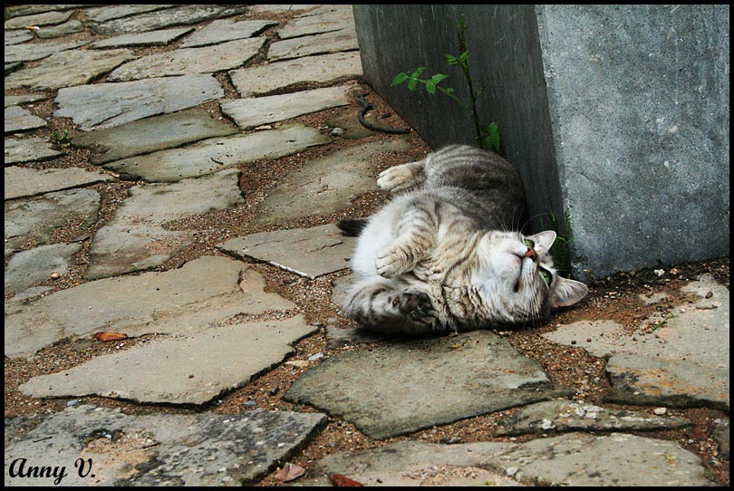 коша Испания, кот, кошка