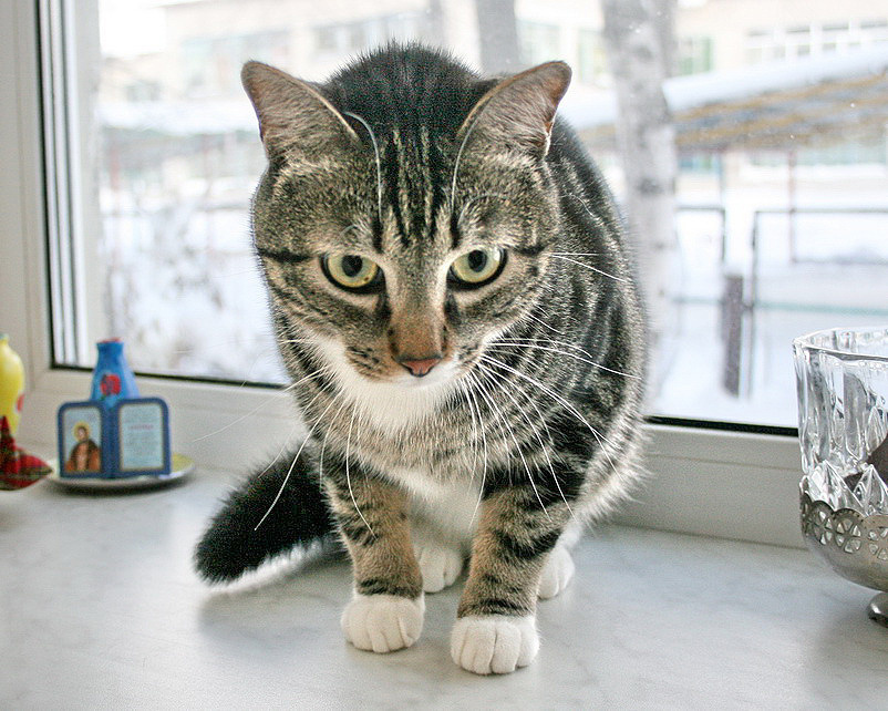 Кот Кот, дом, тепло