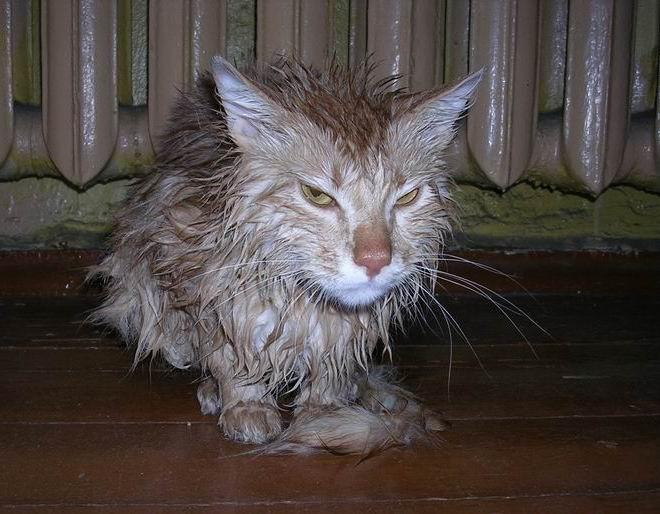 злой Рыжий после бани киса кошаки коты животные