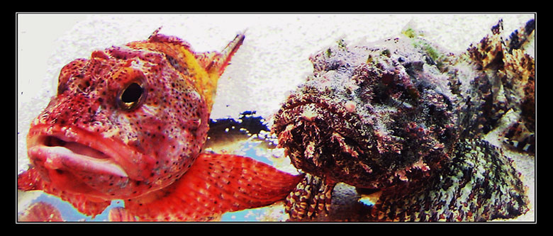 Вы рыбку Немо случайно не видели? fish