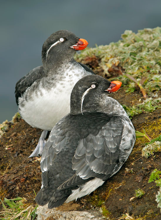 Посиделки Белобрюшка, Cyclorrhynchus psittacula, Остров Св. Георгия, о-ва Прибылова, Parakeet Auklet, St. George Island, the Pribilofs, Bering Sea, Alaska