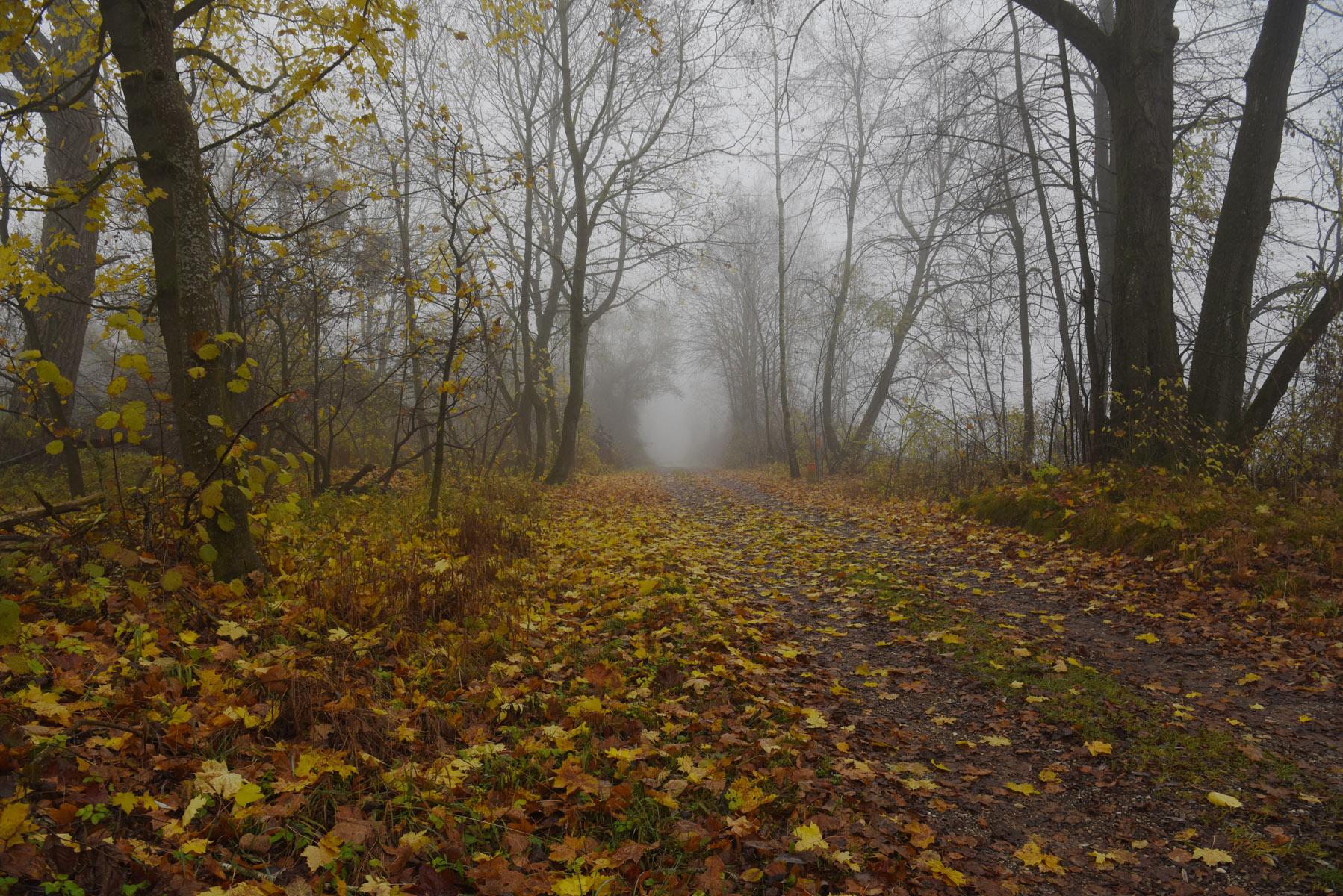 ЪЪ утро туман осень