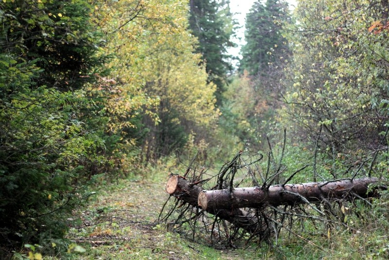 Валежник 