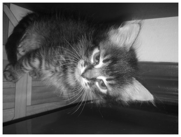 Мохнатый Мохнатый, котёнок