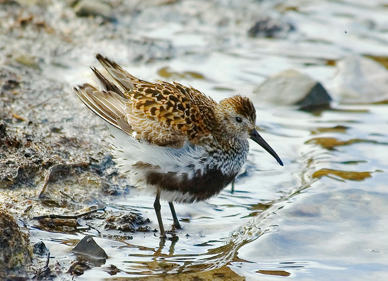 Нахохлился... Арктика о.Колгуев птицы чернозобик dunlin calidris alpina