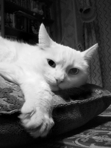 my beloved cat 