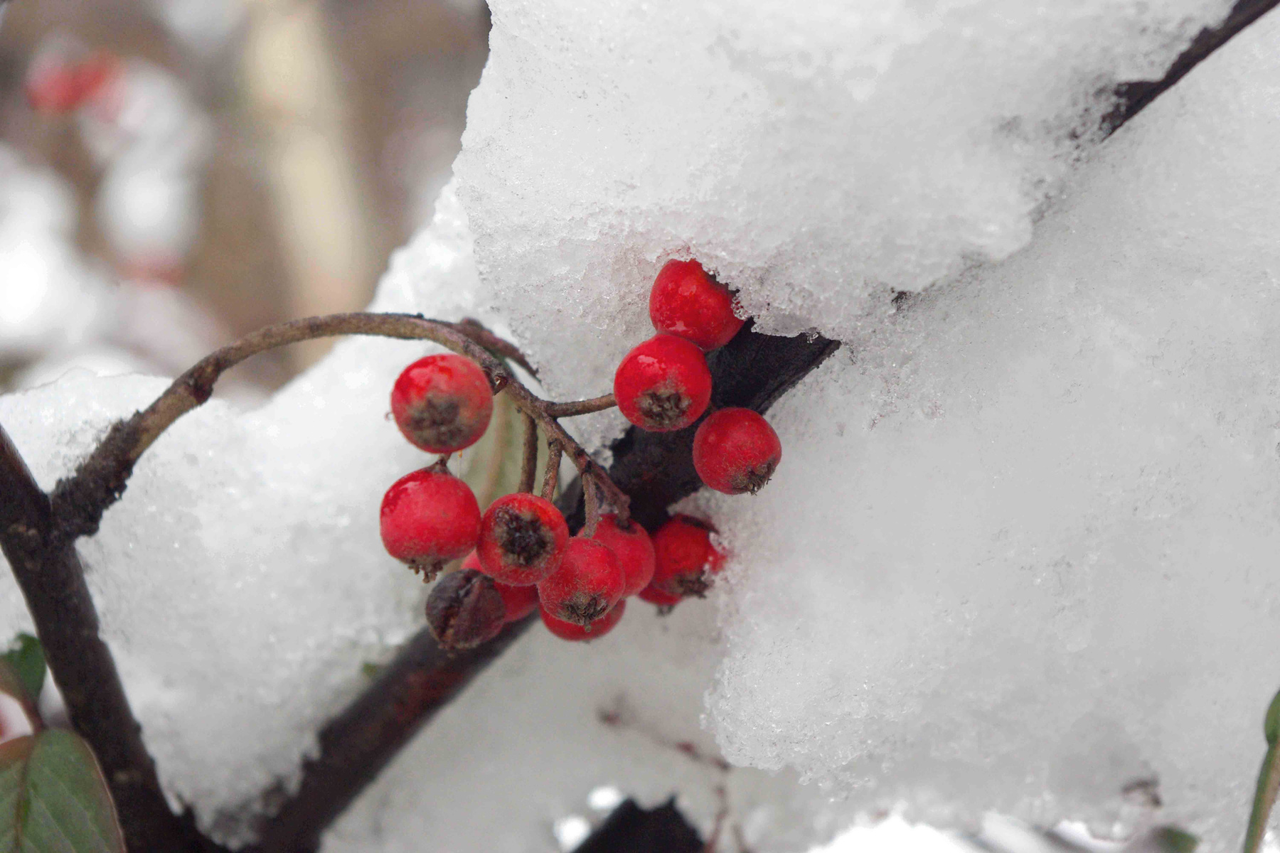 ветка природа