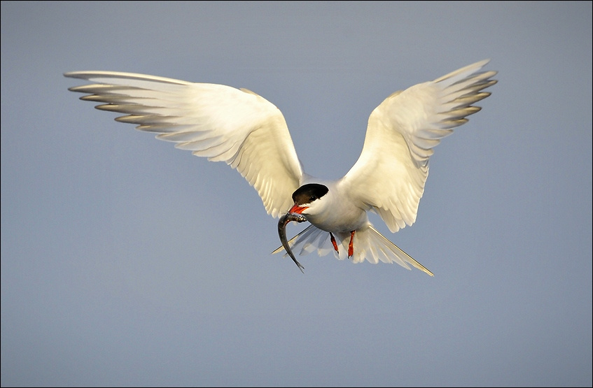 Sterna Hirundo et Osmerus eperlanus eperlanus речная, крачка, корюшка, рассвет, hirundo, небо, Sterna, клюв, лапы, рыба Sterna Hirundo et Osmerus eperlanus eperlanus