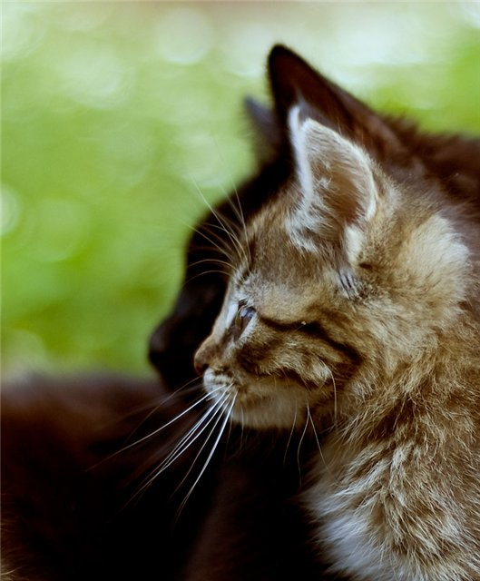 Кошачий дуализм кошки дуализм цвет