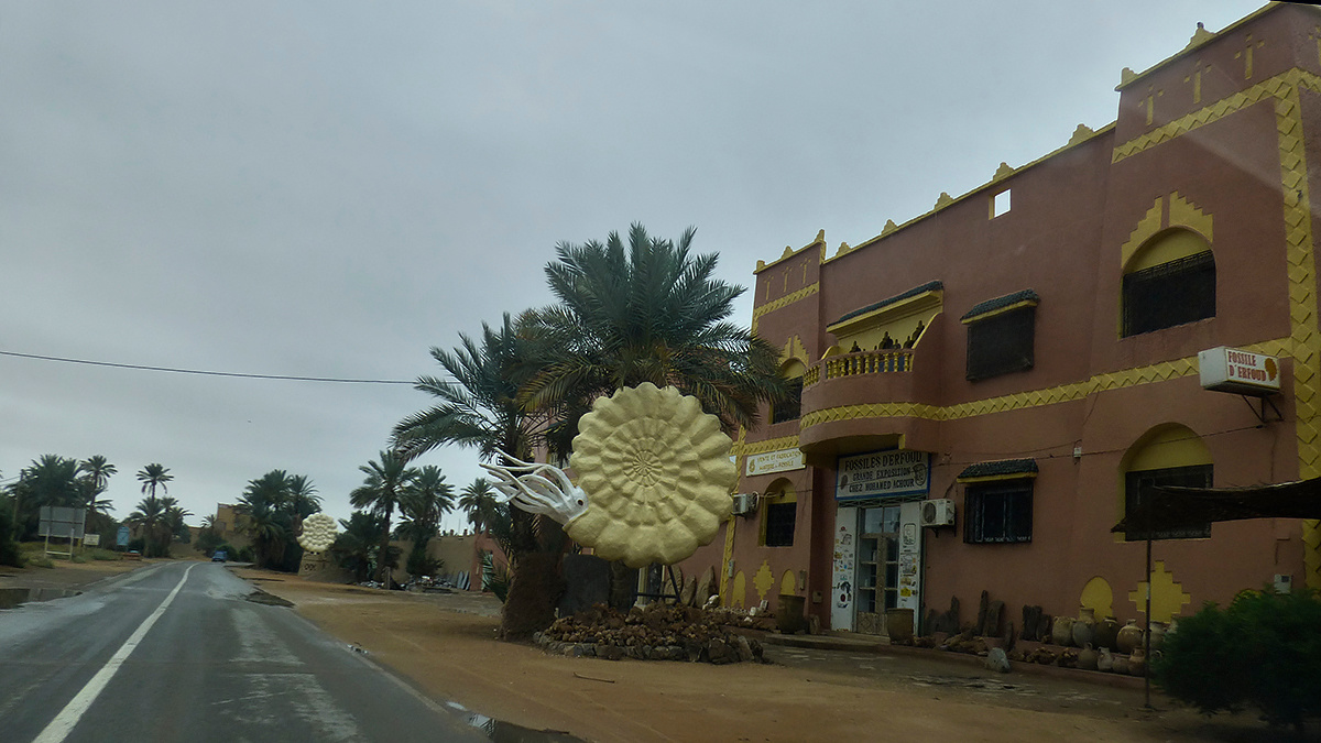 Fossiles d'Erfoud Марокко Morocco Эрфуд Erfoud окаменелости