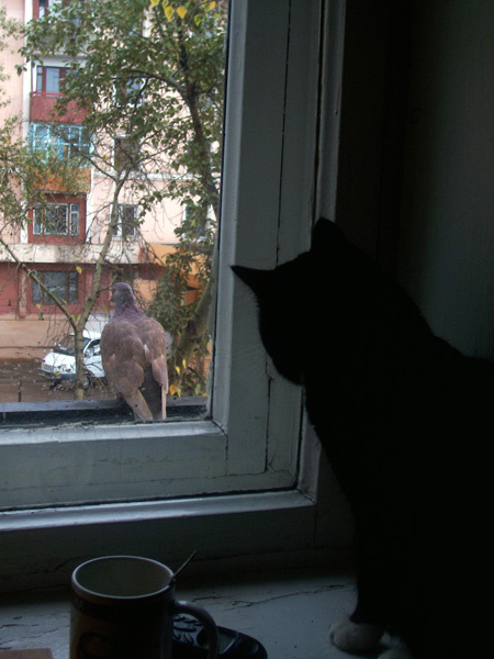 PinkFloyd и голубь кот, голубь