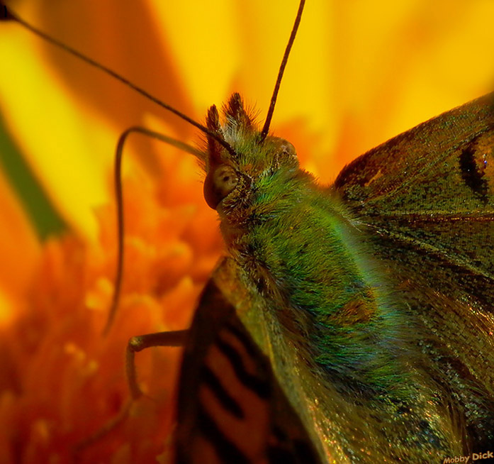 бабочка бабочка , butterfly