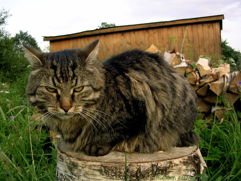 ... ну и зачем ты миня фотаиш? котЪ