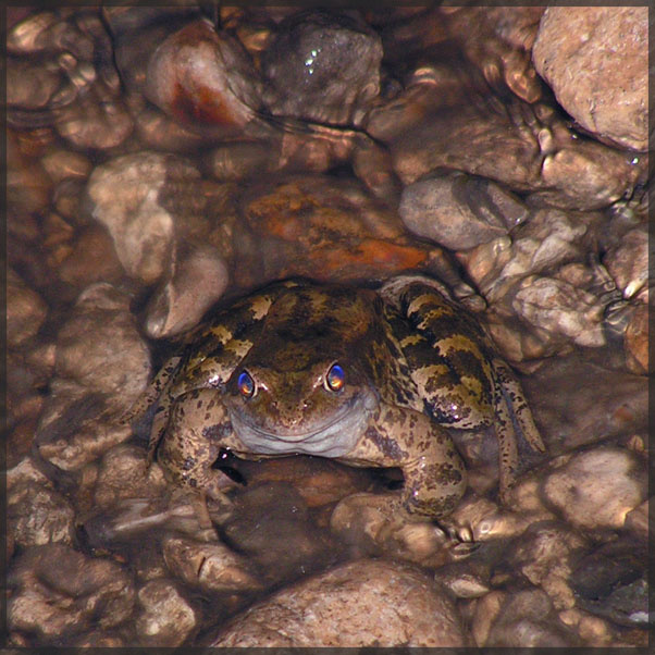 Царевна-лягушка лягушка царевна поток вода камни Старица путешествие