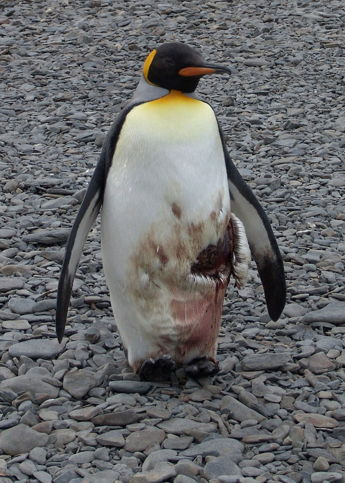 Painfull penguin\"s life Ranenyi penguin