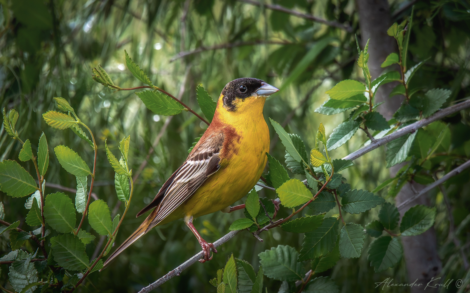 Лимончик овсянка черноголовая emberiza melanocephala