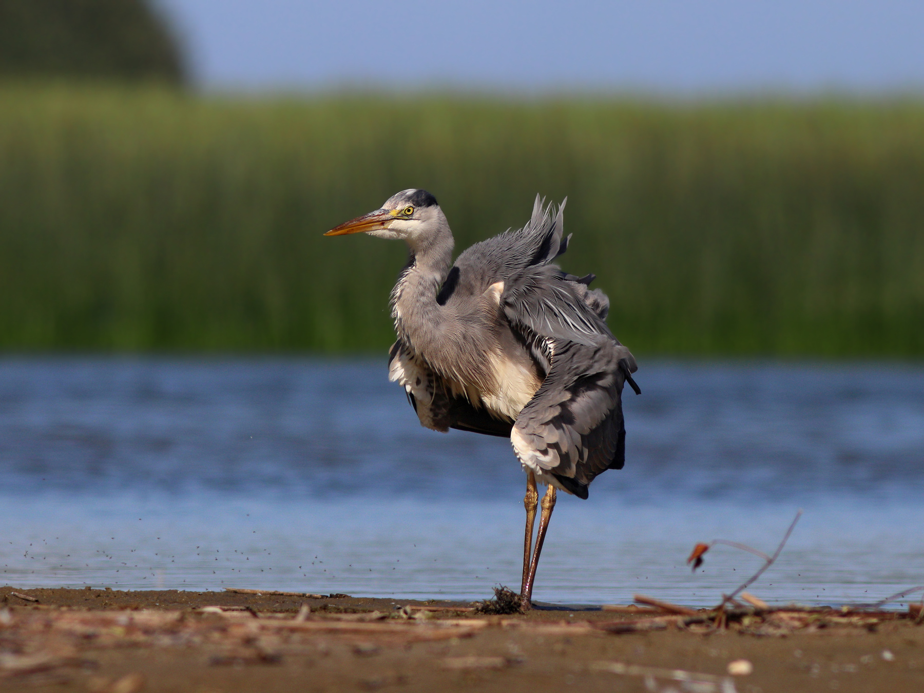 Ну сейчас я вам задам трёпку! Серая цапля Ardea cinerea Grey heron