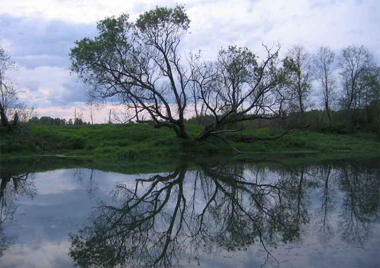 Воря вода трава дерево отражение
