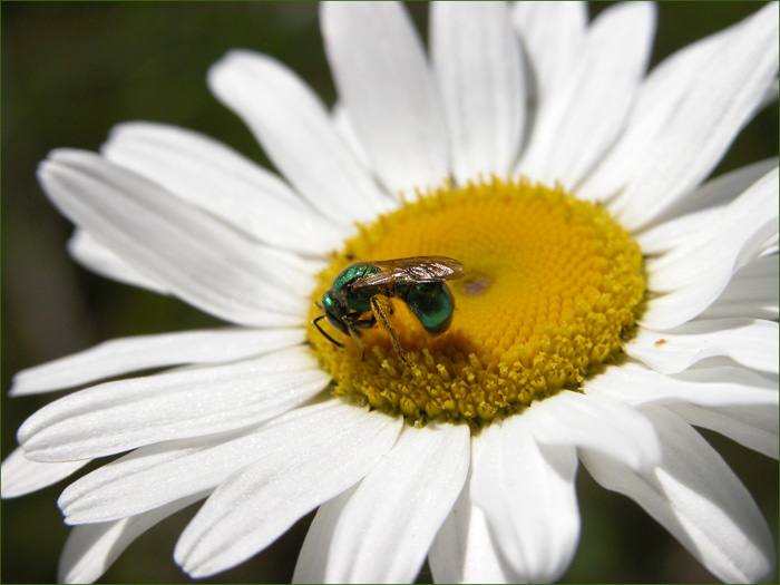 daisy and friend flower