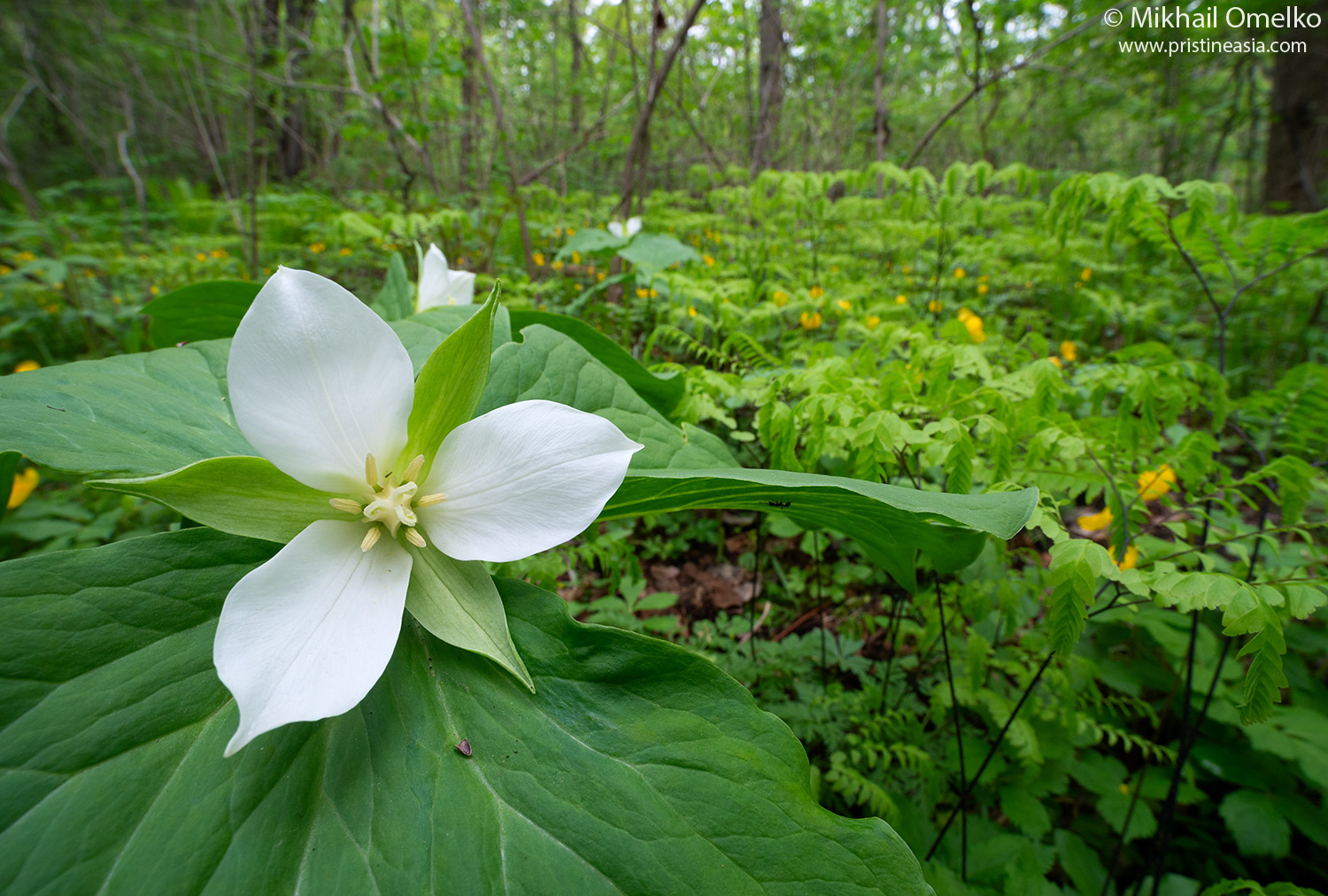 Trillium komarovii растение Trillium