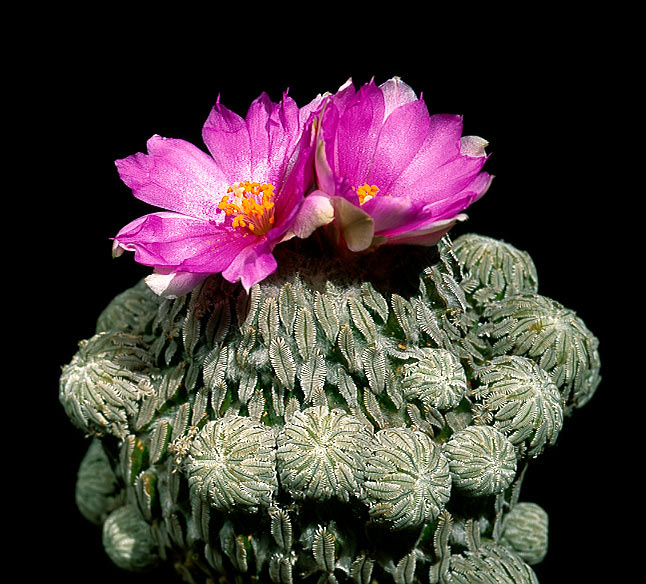 Pelecyphora aselliformis cactus cacti pelecyphora