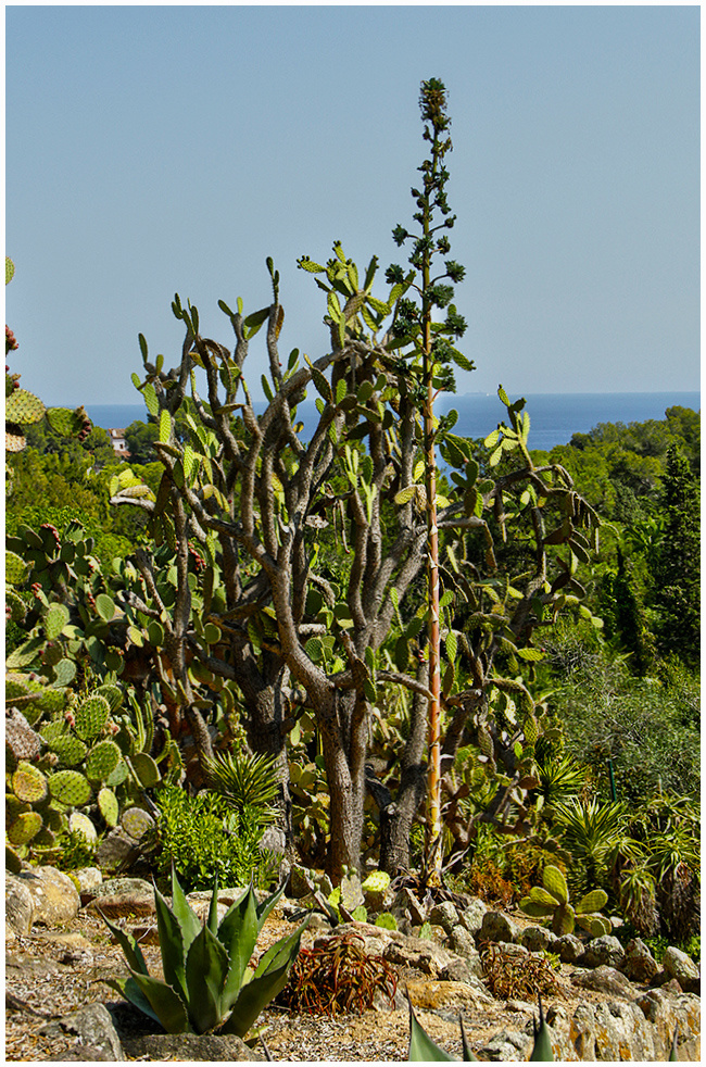 Стройная  соседка. 