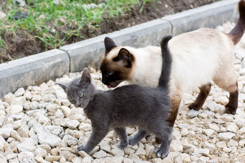 Мам, погодь, я пойду с ним разберусь... кошки, котята, котенок
