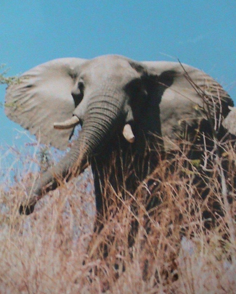 African Paradise 6 Portret Elefant, Zimbabwe