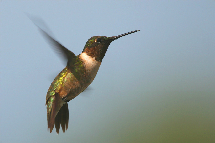 Жужжалка птица, колибри, Техас, hummingbird, Texas