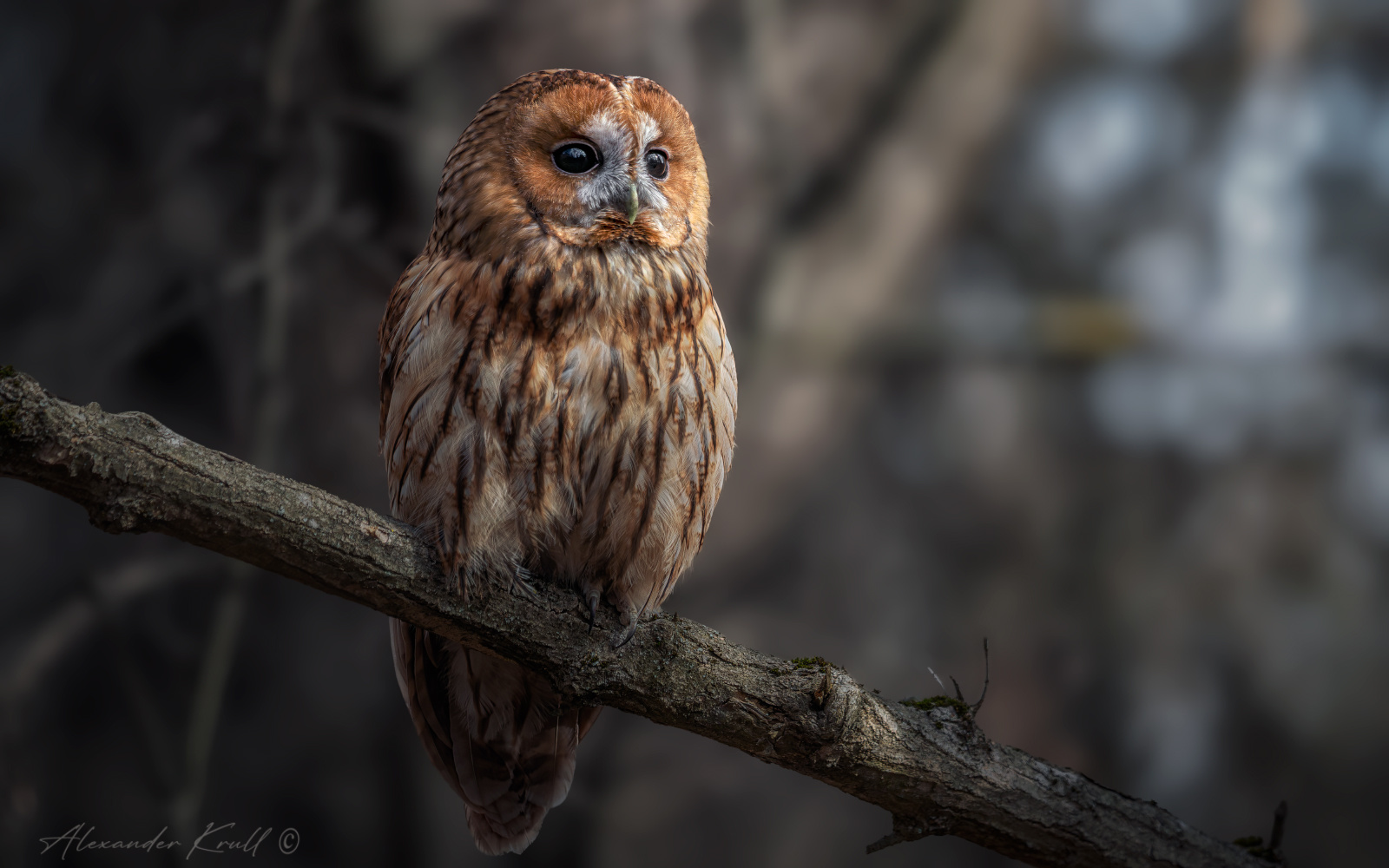 В лесных дебрях сова неясыть серая обыкновенная strix aluco tawny owl