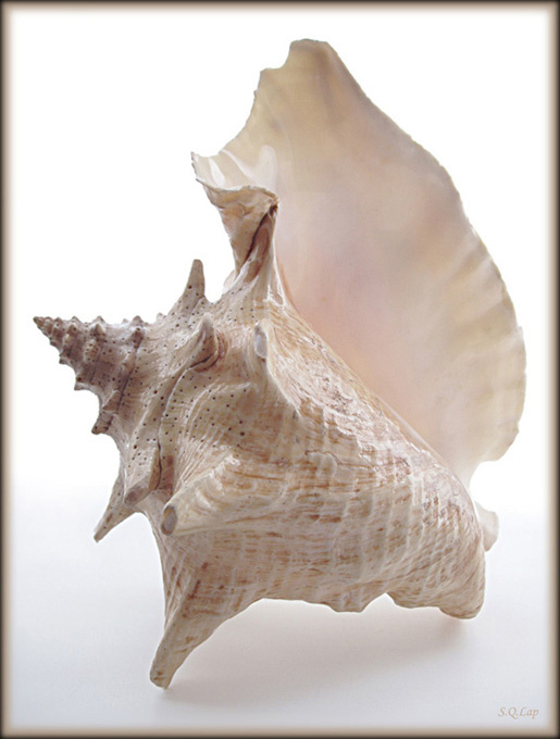 Раковина (2) раковина море