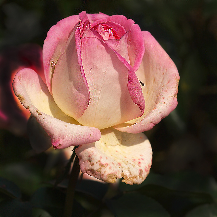 Princesse de Monaco 