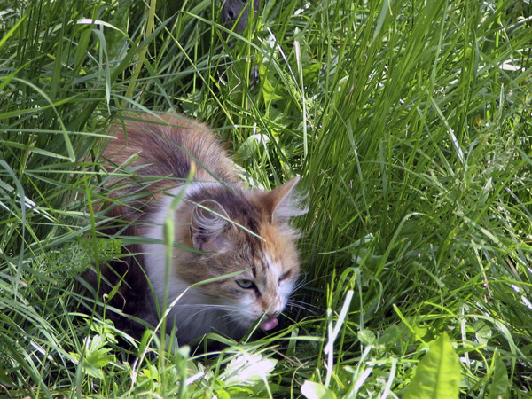 Зеленоглазая кошка